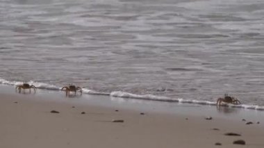 Moritanya Afrika 'daki Nouadhibou yarımadasındaki sahilde hayalet yengeçler.