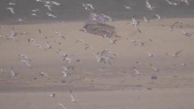 Moritanya 'daki Nouadhibou yarımadasında uçan büyük bir grup kuş.