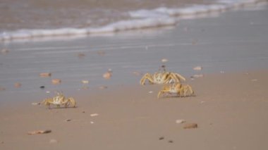 Moritanya Afrika 'daki Nouadhibou yarımadasındaki sahilde hayalet yengeçler.