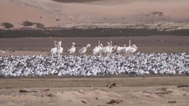 Moritanya Afrika 'daki Nouadhibou yarımadasında bir grup kuş ve pelikan.