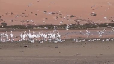 Moritanya Afrika 'daki Nouadhibou yarımadasında bir grup kuş ve pelikan.