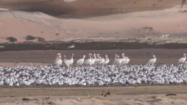 Bir grup pelikan Moritanya Afrika 'daki Nouadhibou yarımadasındaki bir grup deniz kırlangıcından uzaklaşıyor.