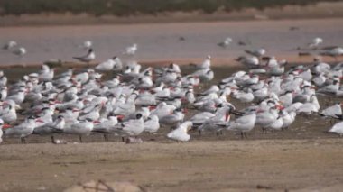 Moritanya 'daki Nouadhibou yarımadasında kumsalda bir grup kuş.