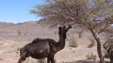 Ait Zeggane, Fas 'ın etrafındaki bir ağaçtan yaban devesi yiyor.
