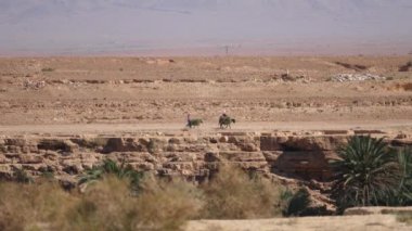 Fas, Afrika 'da çiftçiler ve eşekler Meski' de ot taşıyorlar.