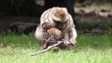 Genç barbar maymun Fas 'ın Atlas Dağları' ndaki Cedre Gouraud Ormanı 'nda bitki yiyor.
