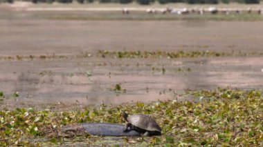Turtle, Afrika 'da Fas' ta bir gölde büyük bir plastik parçasının üzerinde oturuyor.