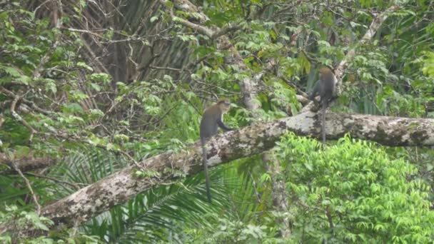 Macacos Campbell Uma Árvore Parque Nacional Das Florestas Cantanhez Guiné — Vídeo de Stock