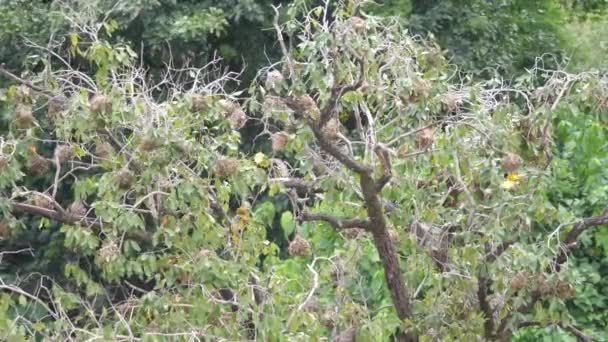 Oiseaux Tisserands Dans Arbre Autour Des Chutes Farako Mali Afrique — Video