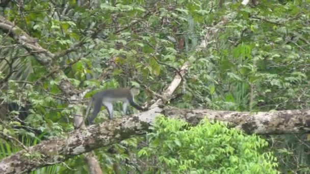 在非洲几内亚比绍坎坦赫兹森林国家公园的一棵树上 一只坎贝尔的单头猴子 — 图库视频影像
