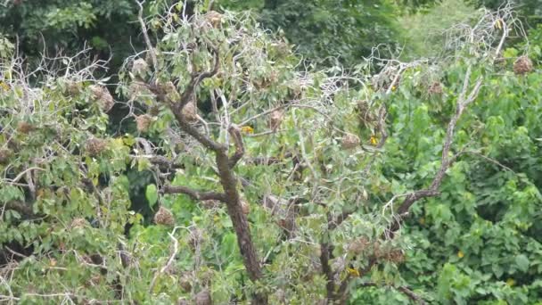 Pájaros Tejedores Árbol Alrededor Las Cataratas Farako Malí África — Vídeos de Stock