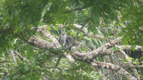 Campbell Mona Monkeys Tree Cantanhez Forests National Park Guinea Bissau — стоковое видео