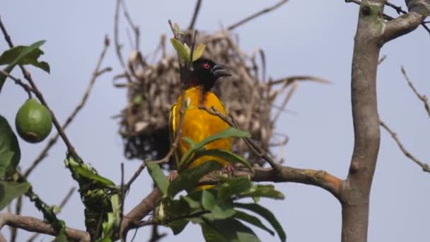 Oiseau Tisserand Dans Arbre Parc National Des Forêts Cantanhez Guinée — Video
