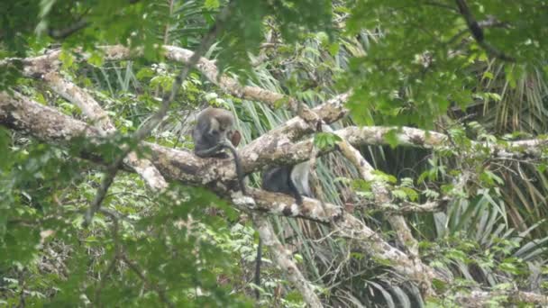 アフリカ ギニアビサウのカンタンヘス森林国立公園の木にあるキャンベルのモナサル — ストック動画