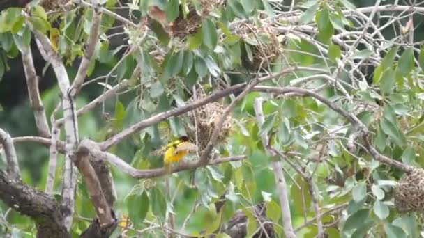 Πουλιά Γουίβερ Χτίζουν Μια Φωλιά Ένα Δέντρο Γύρω Από Τους — Αρχείο Βίντεο