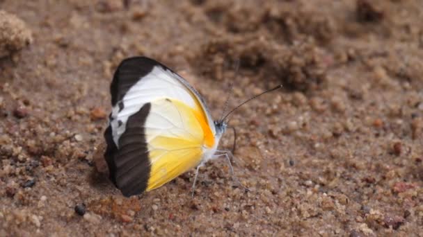 几内亚比绍坎坦赫兹森林国家公园的蝴蝶从潮湿的土壤中获取养分 — 图库视频影像