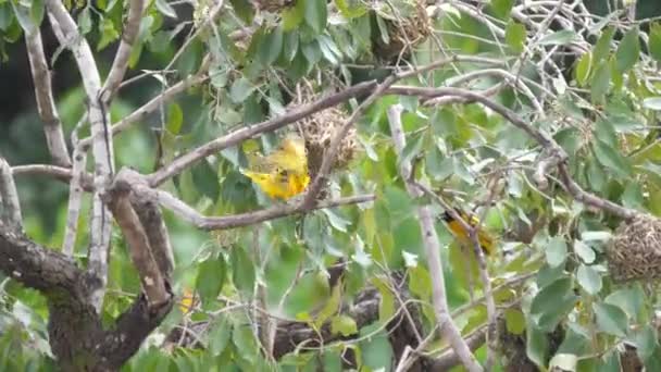 Weaver Kuşları Farako Çevresinde Bir Ağaca Yuva Kuruyor Afrika Mali — Stok video