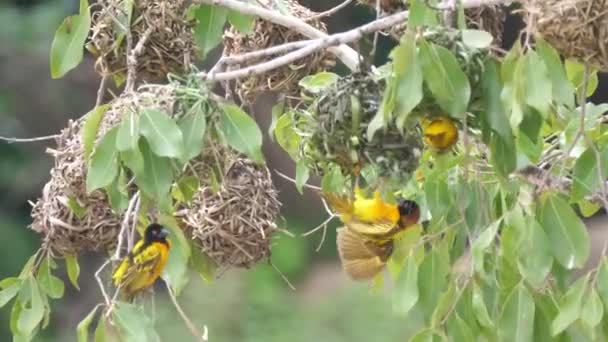 Weaver Madarak Fészket Építenek Egy Fán Farako Vízesés Körül Maliban — Stock videók