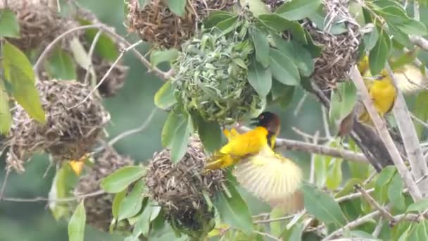Птицы Ткачи Строят Гнездо Дереве Вокруг Водопада Фарако Мали Африка — стоковое видео