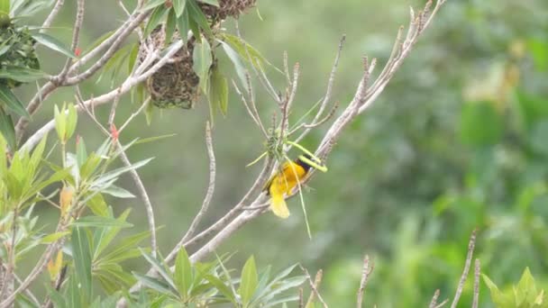 Oiseau Tisserand Commence Construire Nid Dans Arbre Autour Des Chutes — Video