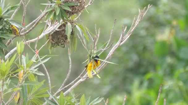 Pájaro Tejedor Macho Comienza Construir Nido Árbol Alrededor Las Cataratas — Vídeos de Stock