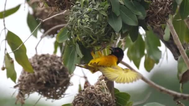 Gros Plan Oiseau Tisserand Mâle Son Nid Dans Arbre Autour — Video