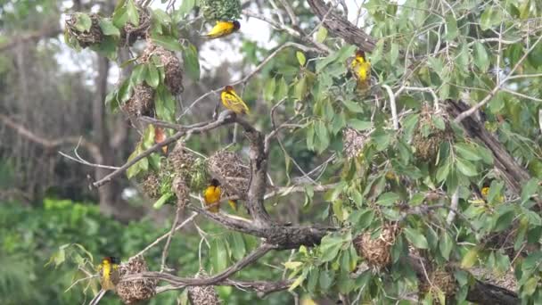 Drzewo Farako Spada Ptakami Tkackimi Mali Afryka — Wideo stockowe