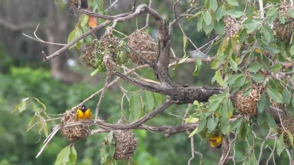 Pájaro Tejedor Macho Alrededor Nido Árbol Alrededor Las Cataratas Farako — Vídeo de stock