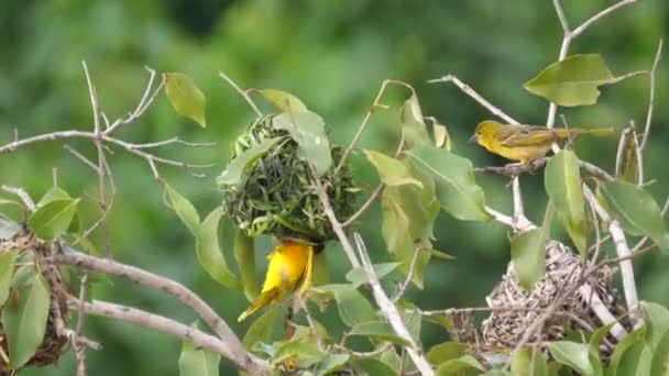 Farako Çevresinde Bir Ağaçta Yuva Yapan Erkek Dokumacı Kuş Mali — Stok video