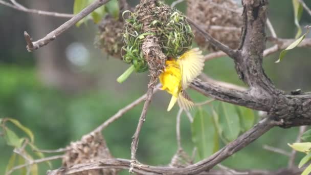 アフリカのマリではファラコの周りの木に巣の周りのオスの織鳥が落ちます — ストック動画