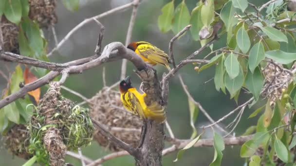 Deux Oiseaux Tisserands Mâles Volent Autour Nid Mali Afrique — Video