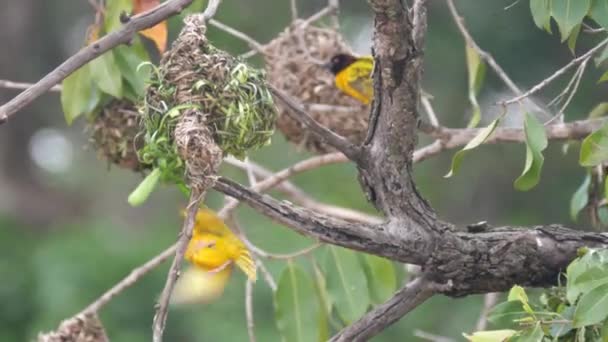 Oiseau Tisserand Mâle Volant Autour Son Nid Mali Afrique — Video