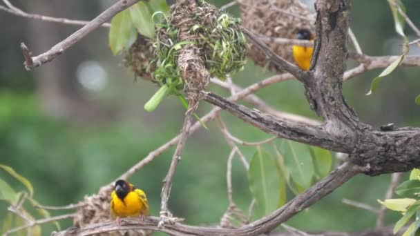 アフリカのマリの巣の周りを飛び回る2羽のオスの織鳥 — ストック動画