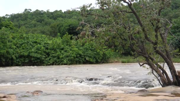 Arbre Farako Tombe Avec Des Oiseaux Tisserands Mali Afrique — Video