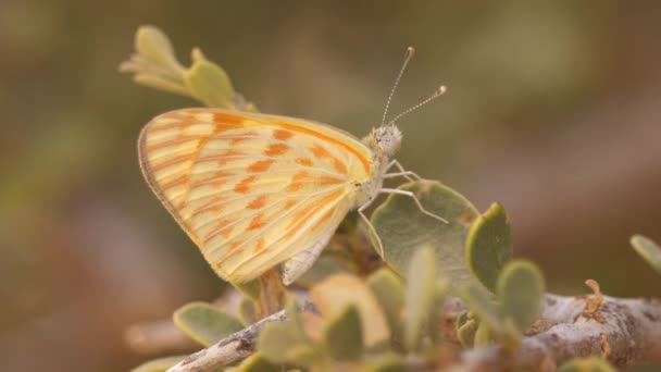 Mariposa Amarilla Una Planta Parque Nacional Diawling Mauritania África — Vídeos de Stock