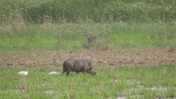 Warthog Diawling National Park Mauritánie Afrika — Stock video