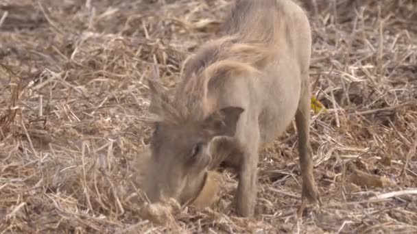 Warthog Looking Food Diawling National Park Mauritania Africa — Stock Video