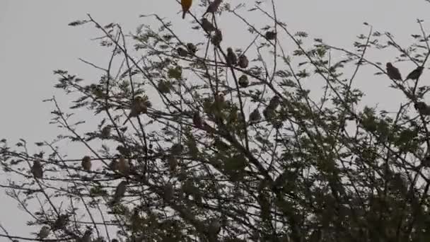 Big Group Weaverbirds Tree Diawling National Park Mauritania Africa — Stock Video