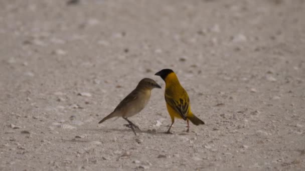 Aves Tejedoras Macho Hembra Parque Nacional Diawling Mauritania África — Vídeos de Stock