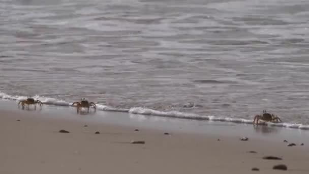 モーリタニアのヌアディブ半島のビーチでゴーストカニのキャスト — ストック動画