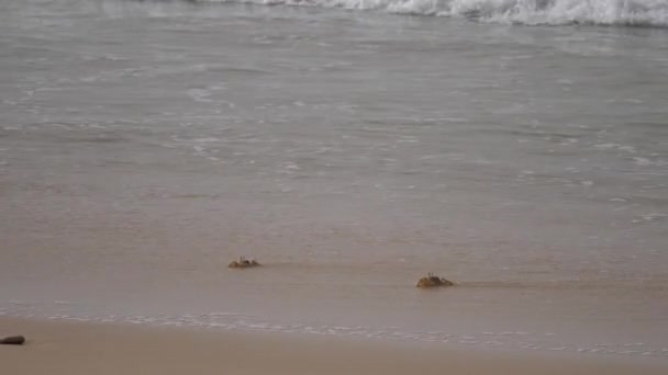 Призрачные Крабы Пляже Полуострова Нуадибу Мавритании Африка — стоковое видео