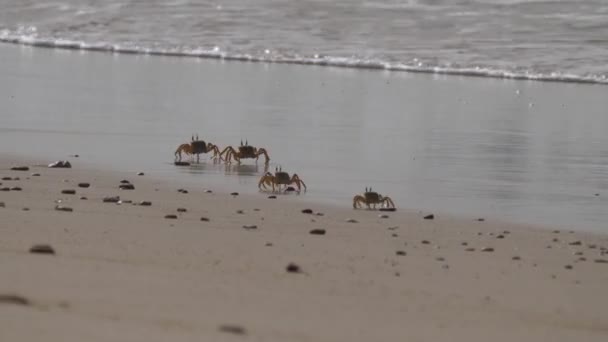 モーリタニアのヌアディブ半島のビーチでゴーストカニのキャスト — ストック動画