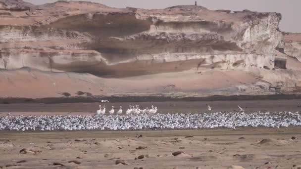 Grupp Tärnor Fåglar Och Pelikan Stranden Vid Halvön Nouadhibou Mauretanien — Stockvideo