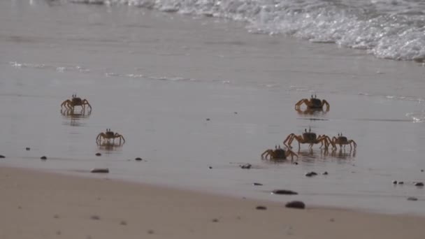 Cast Ghost Crabs Beach Nouadhibou Peninsula Mauritania Africa — Stock Video