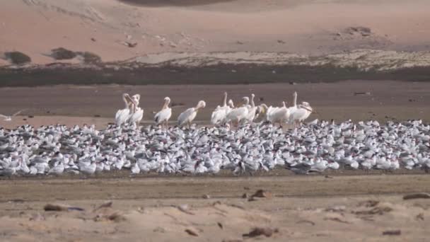 Seeschwalben Und Pelikane Strand Der Halbinsel Nouadhibou Mauretanien Afrika — Stockvideo