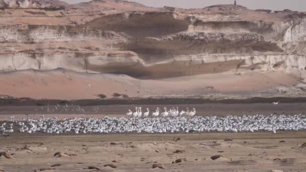 Grupp Tärnor Fåglar Och Pelikan Stranden Vid Halvön Nouadhibou Mauretanien — Stockvideo