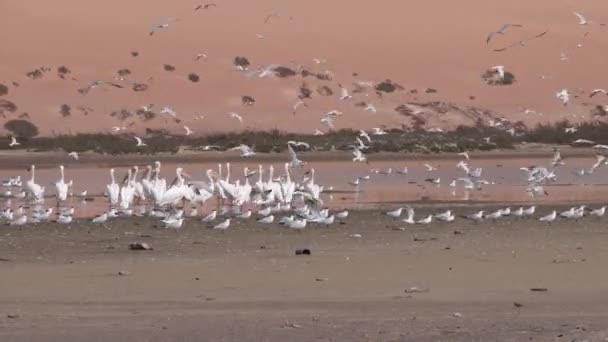 Groep Sterns Vogels Pelikaan Het Strand Van Het Schiereiland Nouadhibou — Stockvideo