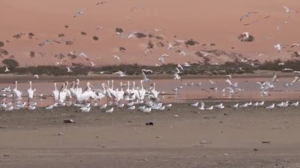 Group Terns Birds Pelican Beach Nouadhibou Peninsula Mauritania Africa — Stock Video