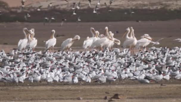 Group Terns Birds Pelican Beach Nouadhibou Peninsula Mauritania Africa — Stock Video