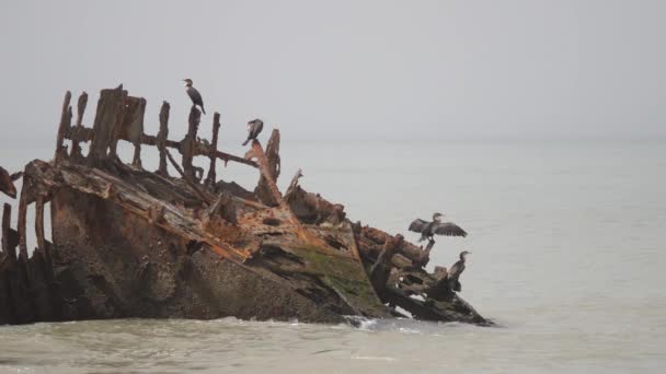 Cormoranes Grupo Naufragio Península Nouadhibou Mauritania África — Vídeo de stock